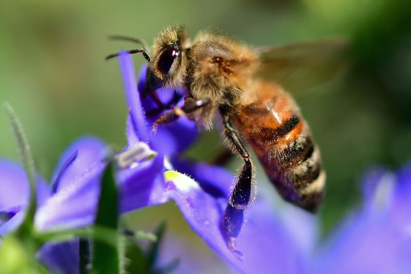 Bienenvölker Carnica mit GZ auf Zanderbeuten 2024 in Rastatt