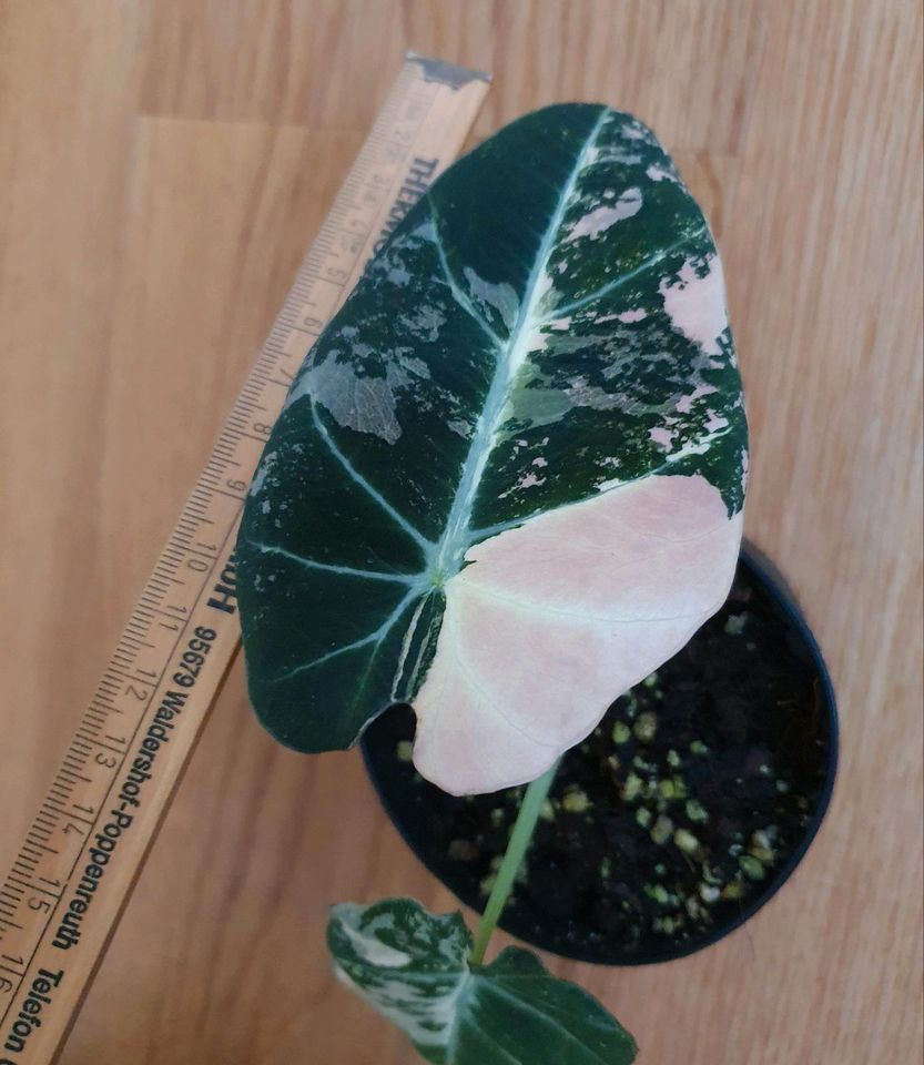 Alocasia Black Velvet Pink Variegata mit Rhizome in Köln