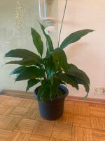 Einblatt - Spathiphyllum - 115 cm - Köln - Lindenthal Vorschau