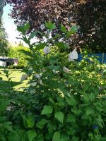 Hibiskuspflanzen für den Garten Thüringen - Nobitz Vorschau