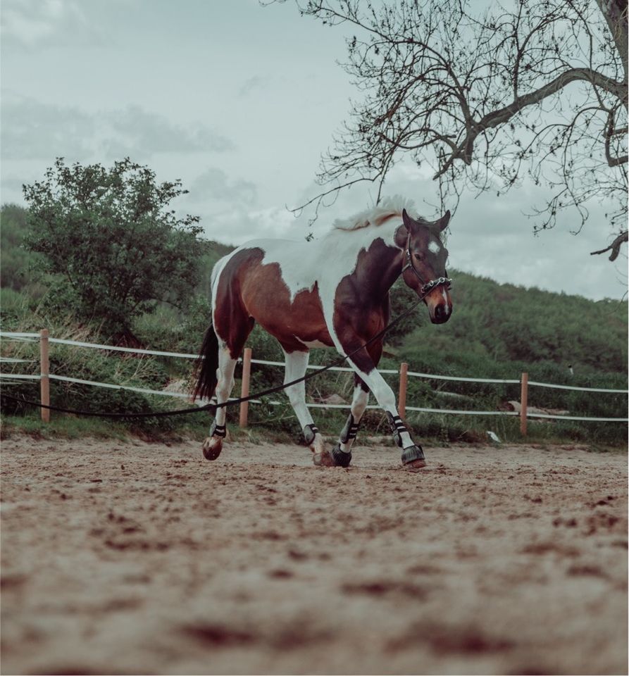 Bunte Kuh sucht.. (Pferd sucht Reiter) - Reitbeteiligung in Herzberg am Harz