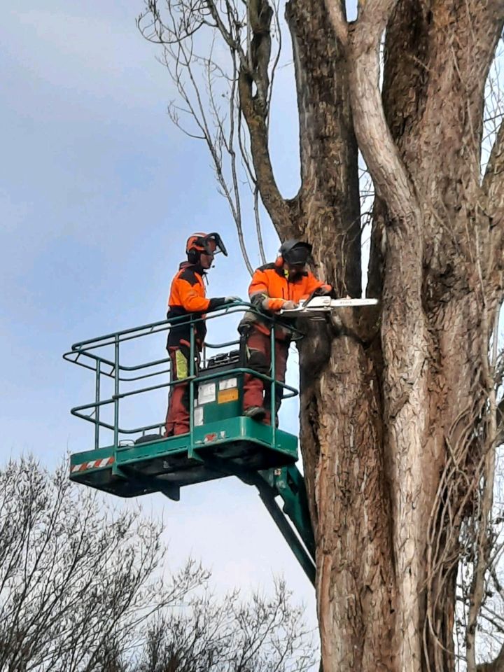 BaumFloh - Baumpflege und Baumfällungen # Baum Fällen & Schneiden in Lenzkirch