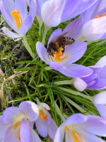Bienenstandort gesucht!!! Bayern - Augsburg Vorschau