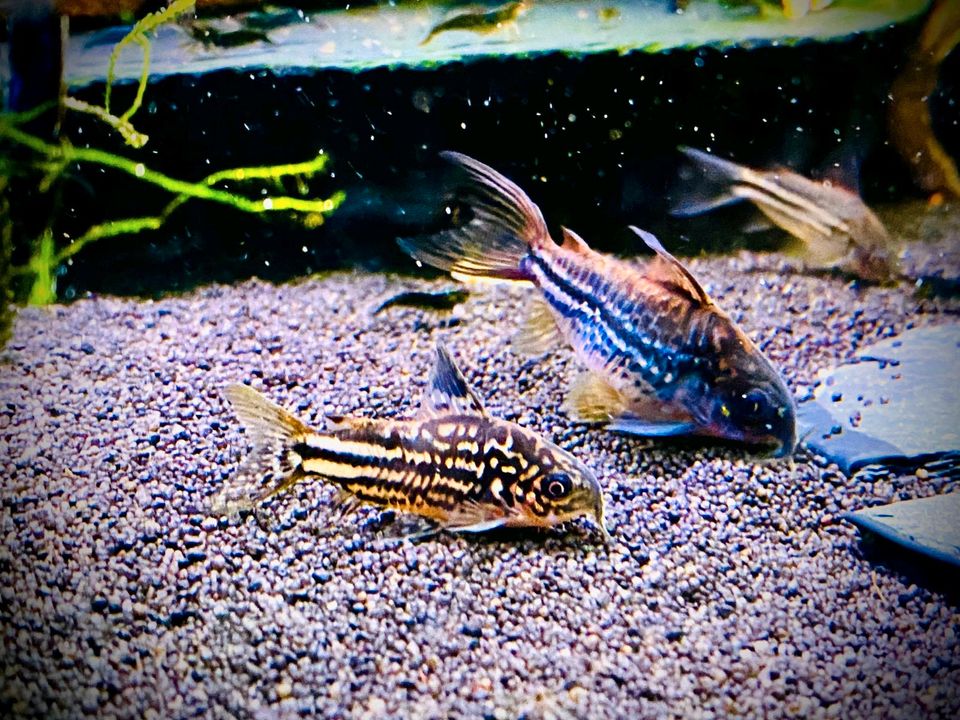 Corydoras Napoensis Napo kleiner Panzerwels - Wels in Bottrop