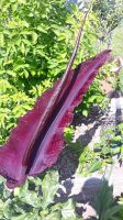 Dracunculus Vulgaris 20 Samen seeds seltener Aronstab Baden-Württemberg - Nußloch Vorschau