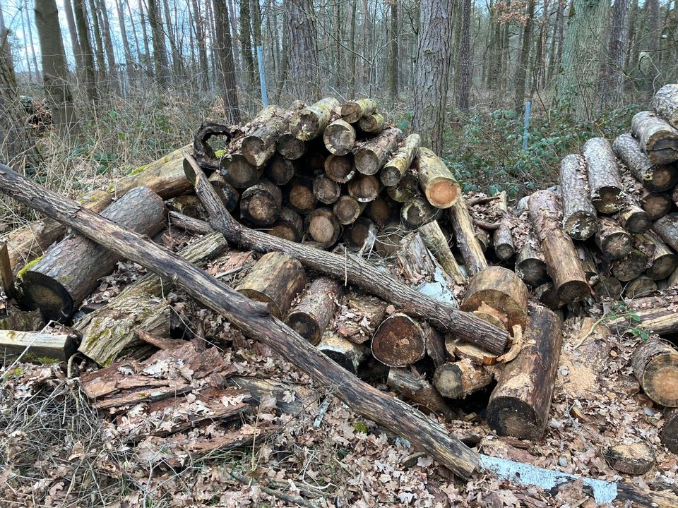 Brennholz Stammholz Kiefer in Obermichelbach