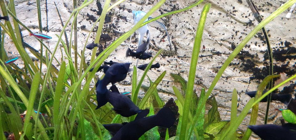 Aquarium Fische Black Molly Nachwuchs in Rehlingen-Siersburg