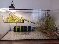 Terrarium/Aquarium zu verkaufen. Schleswig-Holstein - Glinde Vorschau