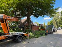 ⚠️Baumpflege,Hubsteiger,Seilklettertechnik⚠️Baumfällung❌, Bagger Sturmschaden Baumschnitt Brennholz vertikutieren Schleswig-Holstein - Ellerau  Vorschau