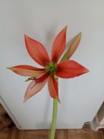 Amaryllis  orang Zwiebeln/Knolle Ø 7-9 cm Hessen - Kassel Vorschau