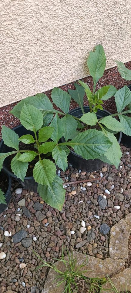 Dalien Blumen Pflanzen verschiedene Sorten in Wallmerod