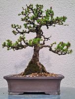 Lärche Bonsai Baden-Württemberg - Ludwigsburg Vorschau