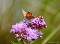 20 Samen Gewöhnlicher Wasserdost Garten Saatgut Feuchtwiese Natur Bayern - Baldham Vorschau