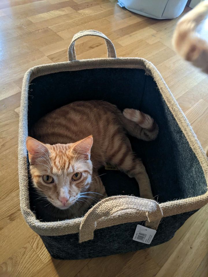 Kater Simba vermisst in München