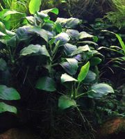 Aquariumpflanzen Javamoos Javafarn Anubias JAVAFARN ANGEBOT!!! Brandenburg - Calau Vorschau