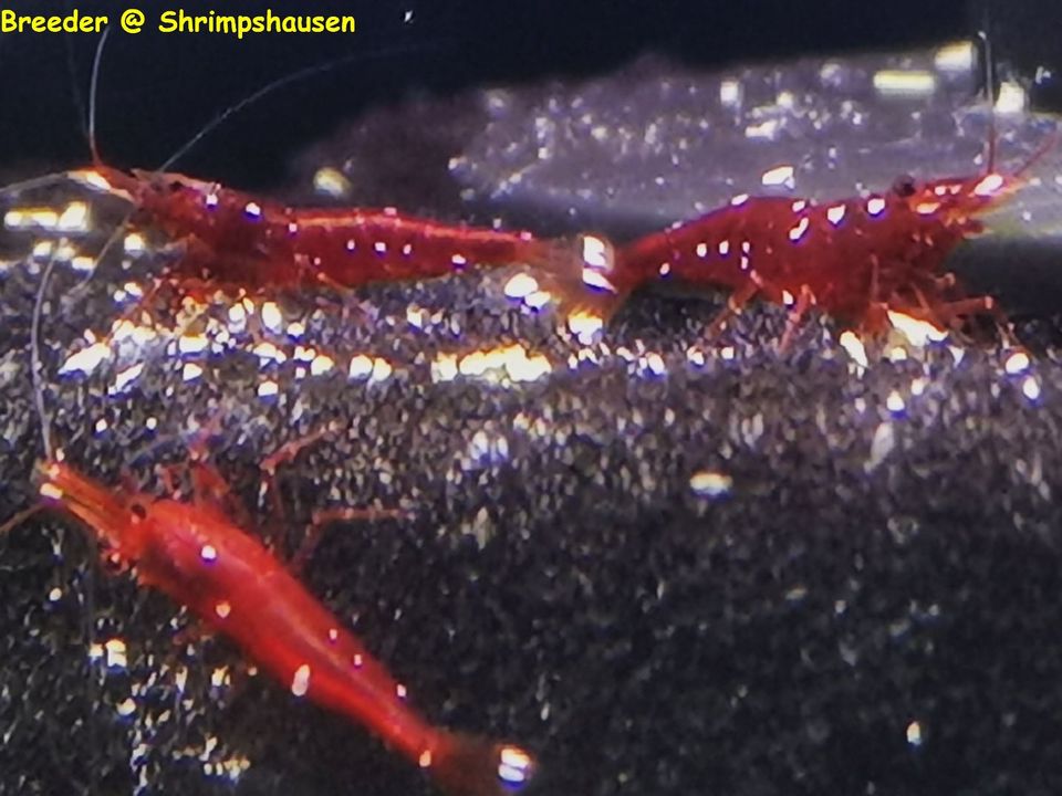 Caridina marlenae Sulawesi Garnelen EDNZ in Bremen