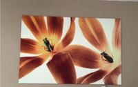 Bild Fotodruck große Leinwand Blüte Hessen - Bad Camberg Vorschau