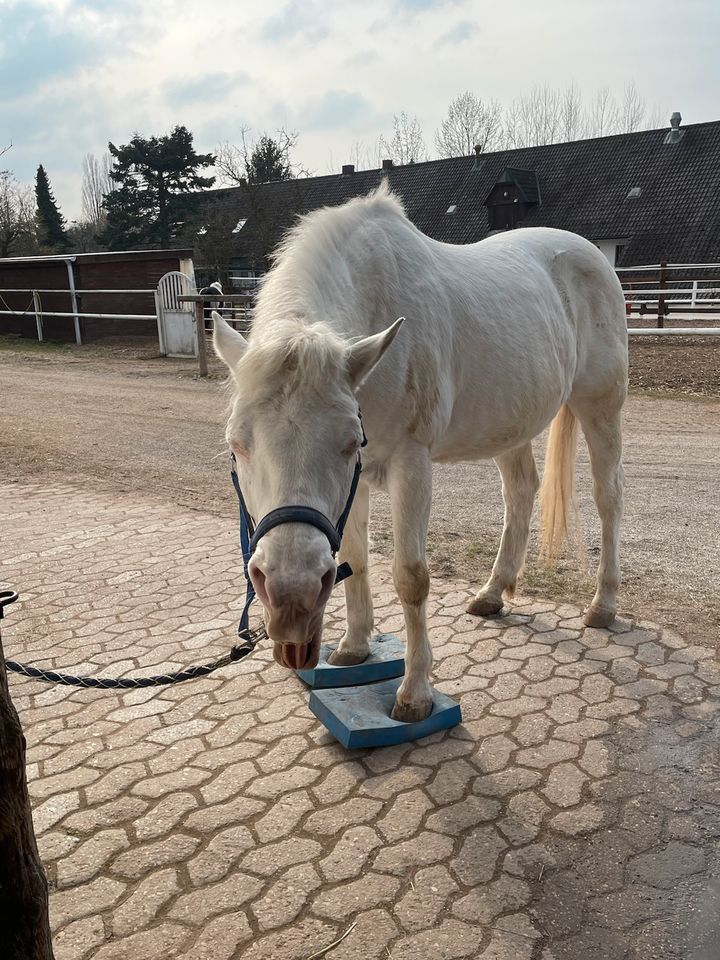 Tierphysio Simone Desalm in Nürnberg (Mittelfr)