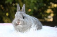 Hase Kaninchen Zwergkaninchen Farbenzwerg Rammler Rhön Nordrhein-Westfalen - Bocholt Vorschau