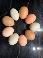 Bunt gemischte frische Hühner Eier Mecklenburg-Vorpommern - Sehlen Vorschau