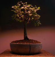 Bonsai chinesische Ulme (Zelkova parviflora) Häfen - Bremerhaven Vorschau