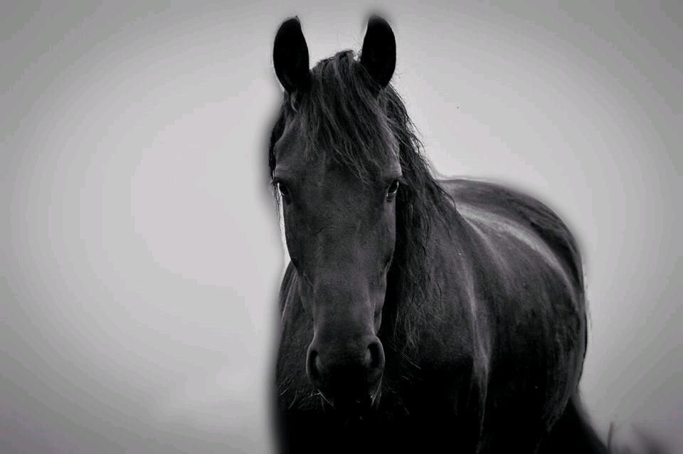 Reitbeteiligung Friese in Sonnewalde