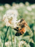 Bienenschwärme Niedersachsen - Hardegsen Vorschau