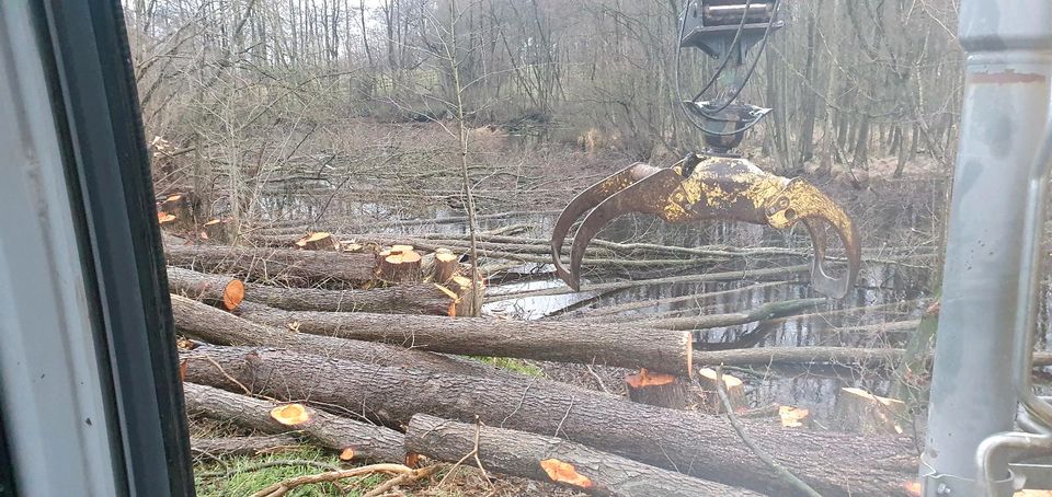 Holzfällung,  Durchforstung, Stammholz,  Knick in Neumünster