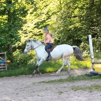 biete Reitbeteiligung an Ponymix-Stute / Kleinpferd Niedersachsen - Marxen Vorschau