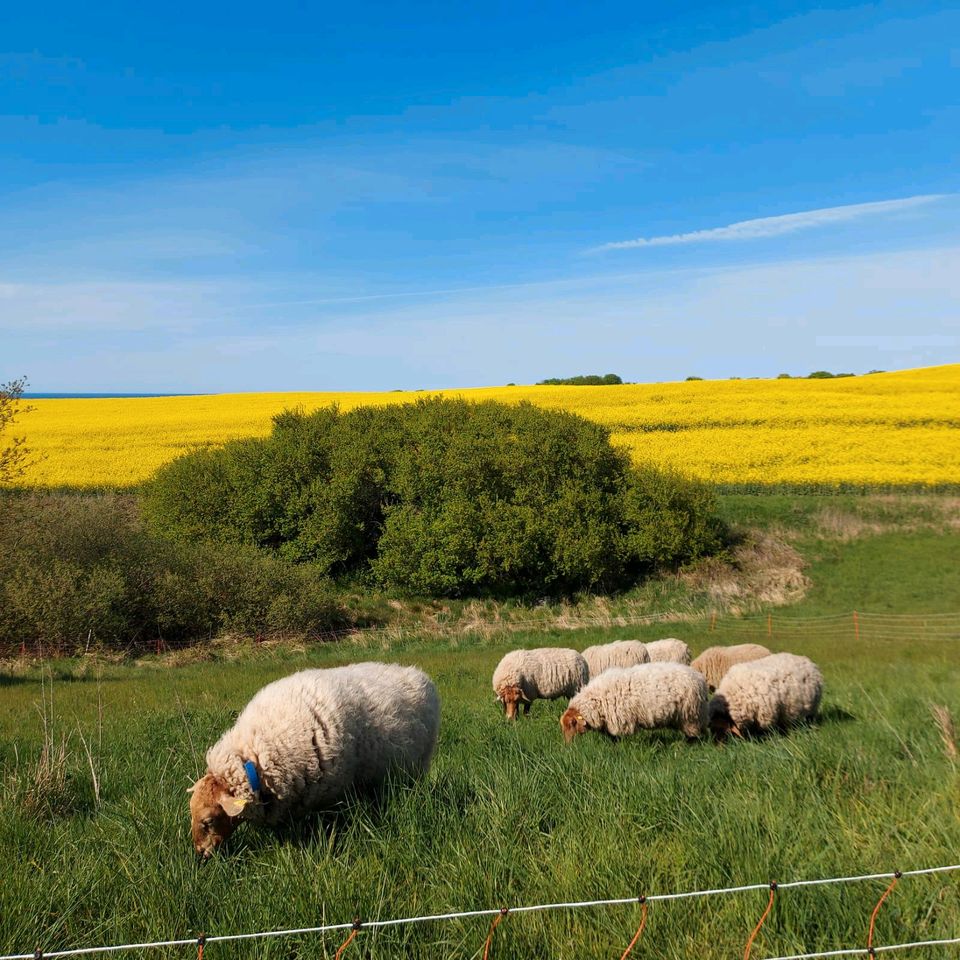 Landschaftspflege mit Schafen in Lohme Rügen