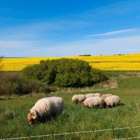 Landschaftspflege mit Schafen Mecklenburg-Vorpommern - Lohme Rügen Vorschau