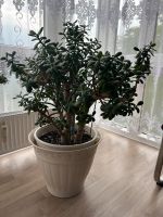 Zimmerpflanze, Geldbaum, Pfennigbaum, Crassula Ovata Hannover - Vahrenwald-List Vorschau