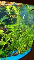 NEUE Aquariumpflanzen Amazonas Wasserpest Mini Anubis Ludwigslust - Landkreis - Neustadt-Glewe Vorschau