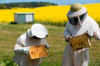 Bienenpatenschaft für 1 Jahr / nachhaltiges Geschenk / Pate Kiel - Pries-Friedrichsort Vorschau