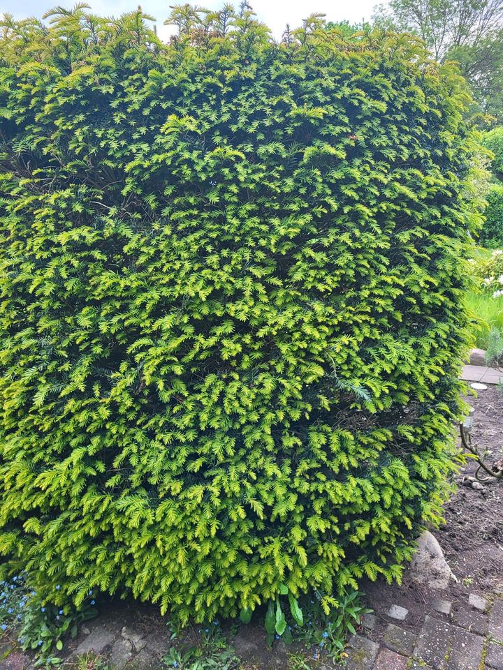 Eibe Tanne im Garten Pflanze Hecke Taxus baccata in Krefeld