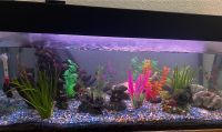 Aquarium Juwel 180L Komplett Köln - Kalk Vorschau