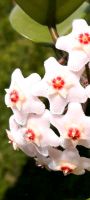 Hoya Carnosa, Jungpflanze, gesprenkelt, bewurzelt, rosa Blüte Nordrhein-Westfalen - Erkelenz Vorschau