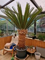 Palmfarn cycas revoluta Niedersachsen - Cremlingen Vorschau