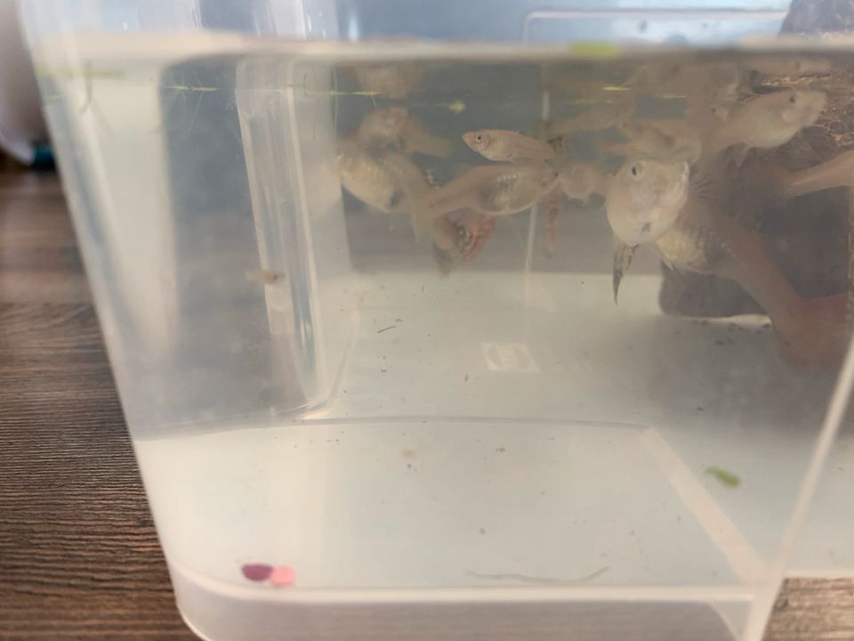 Schöne Guppy Weibchen in Krefeld