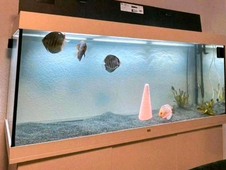 Diskus Fische Panzerwelse Aquarium in Erligheim