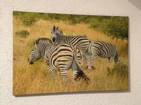 Leinwandbild Zebra Originalfoto 60x 85cm Afrika reduziert Essen - Essen-Ruhrhalbinsel Vorschau