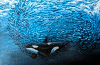 Orca mit Fischschwarm Acrylgemälde Nordrhein-Westfalen - Paderborn Vorschau