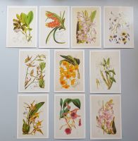Postkarten-Set: Orchideen, Mäppchen mit 10 Postkarten, Vintage Nordrhein-Westfalen - Hamm Vorschau