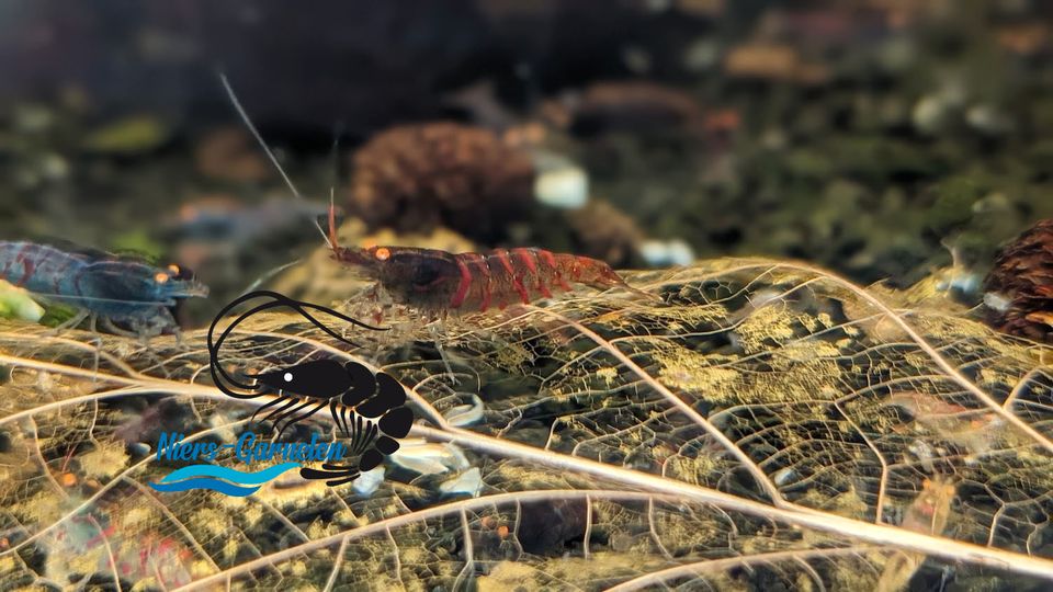 Red Tiger Oe Caridina DNZ Garnelen  ( Niers-Garnelen ) in Goch