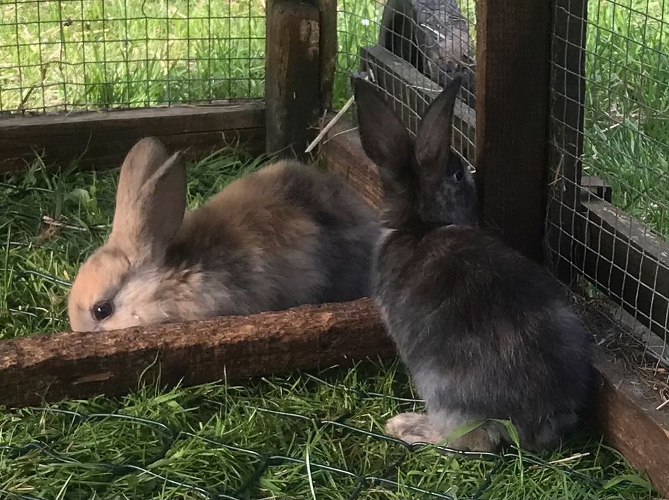 Stallhase, Kaninchen, Rex-Mix in Berka/Werra