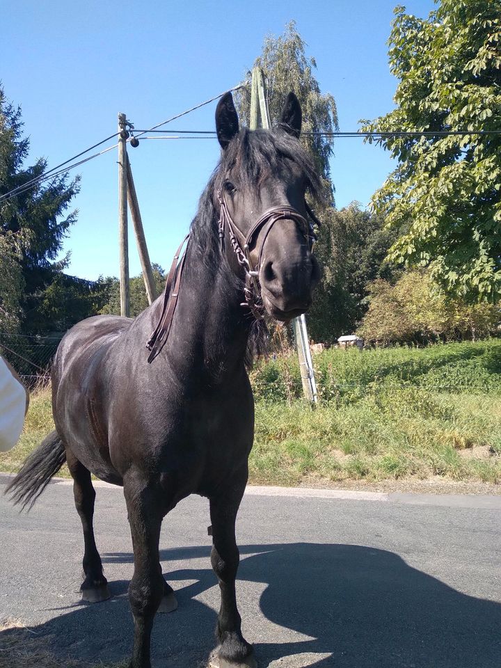 Suche Reitbeteiligung für meine Mutti ihre Pferde in Schmoelln