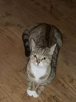 Katze vermisst Bad Doberan - Landkreis - Bad Doberan Vorschau