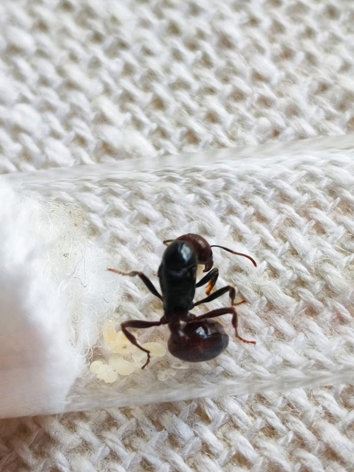 Messor Barbarus, Red Head & extra Red Ameisenkolonie Queen in Düsseldorf