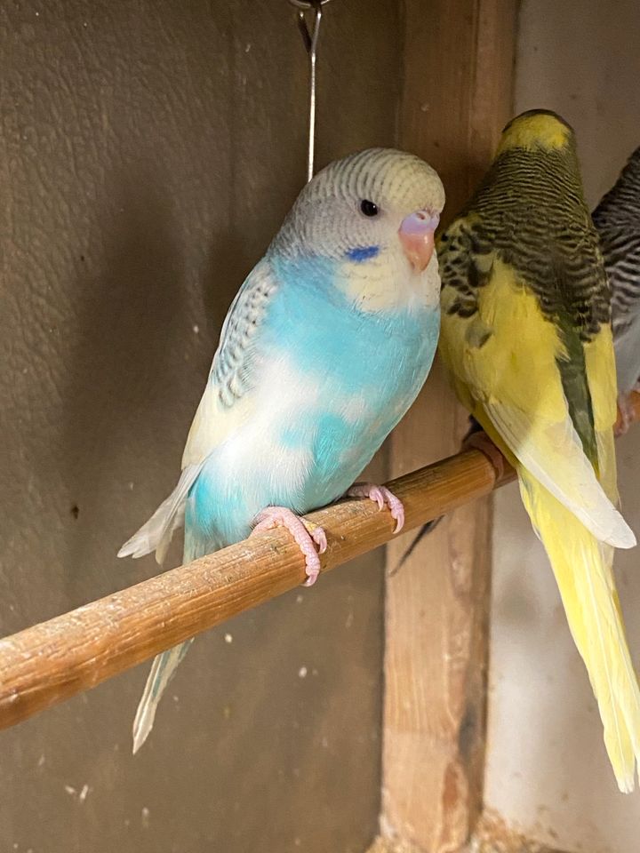 Nestjunge und auch ältere Wellensittiche in Moers