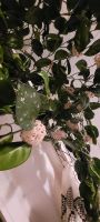 Wunderschöne Prächtige Hoya Carnosa Wachsblume Porzellanblume Niedersachsen - Wolfenbüttel Vorschau
